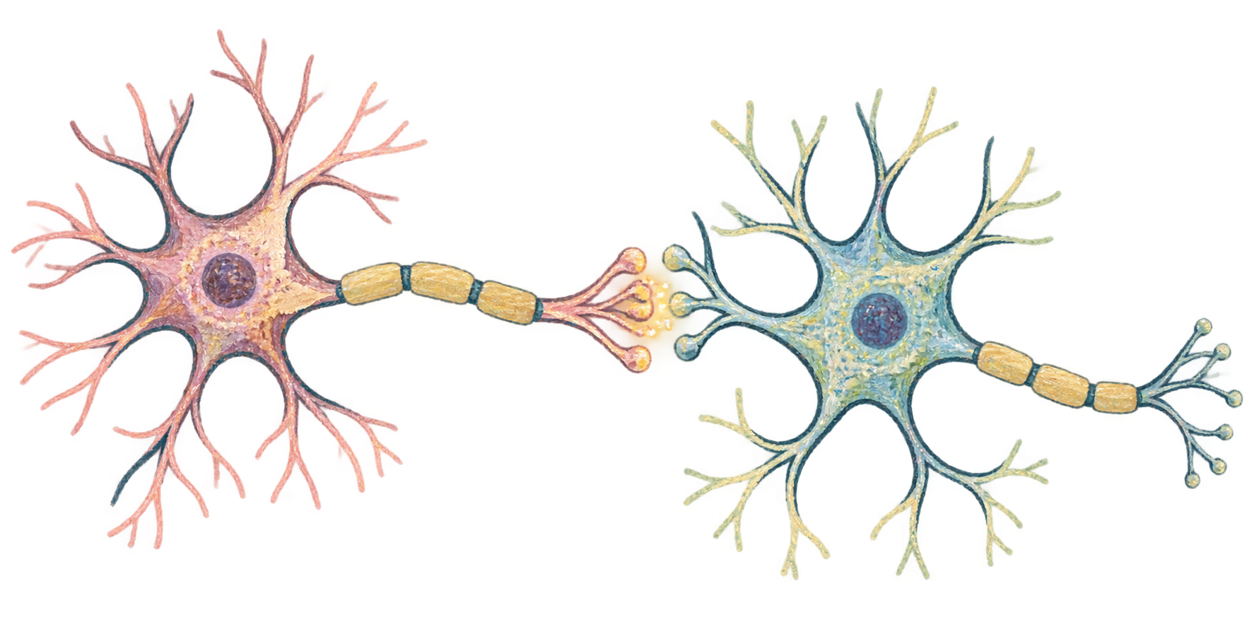 Two pastel, crayon-textured neurons meeting across a synapse
